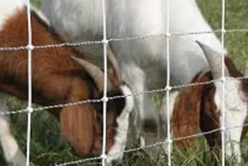 Is it well fenced and secure? Do you require temporary fencing or do we need to sort it for you.