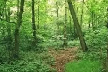 From a small garden cleaned up or a plot of land or even a farm or woodland.