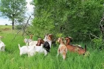 bio goats 13