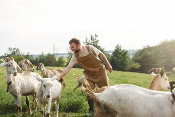 do you require the goats checked twice daily by ourselves?
