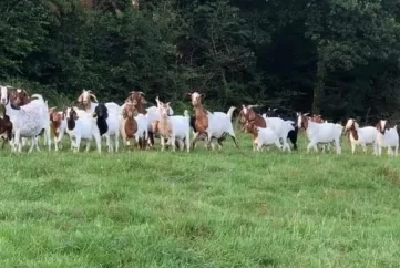 looking at size how many goats do you require for the job?